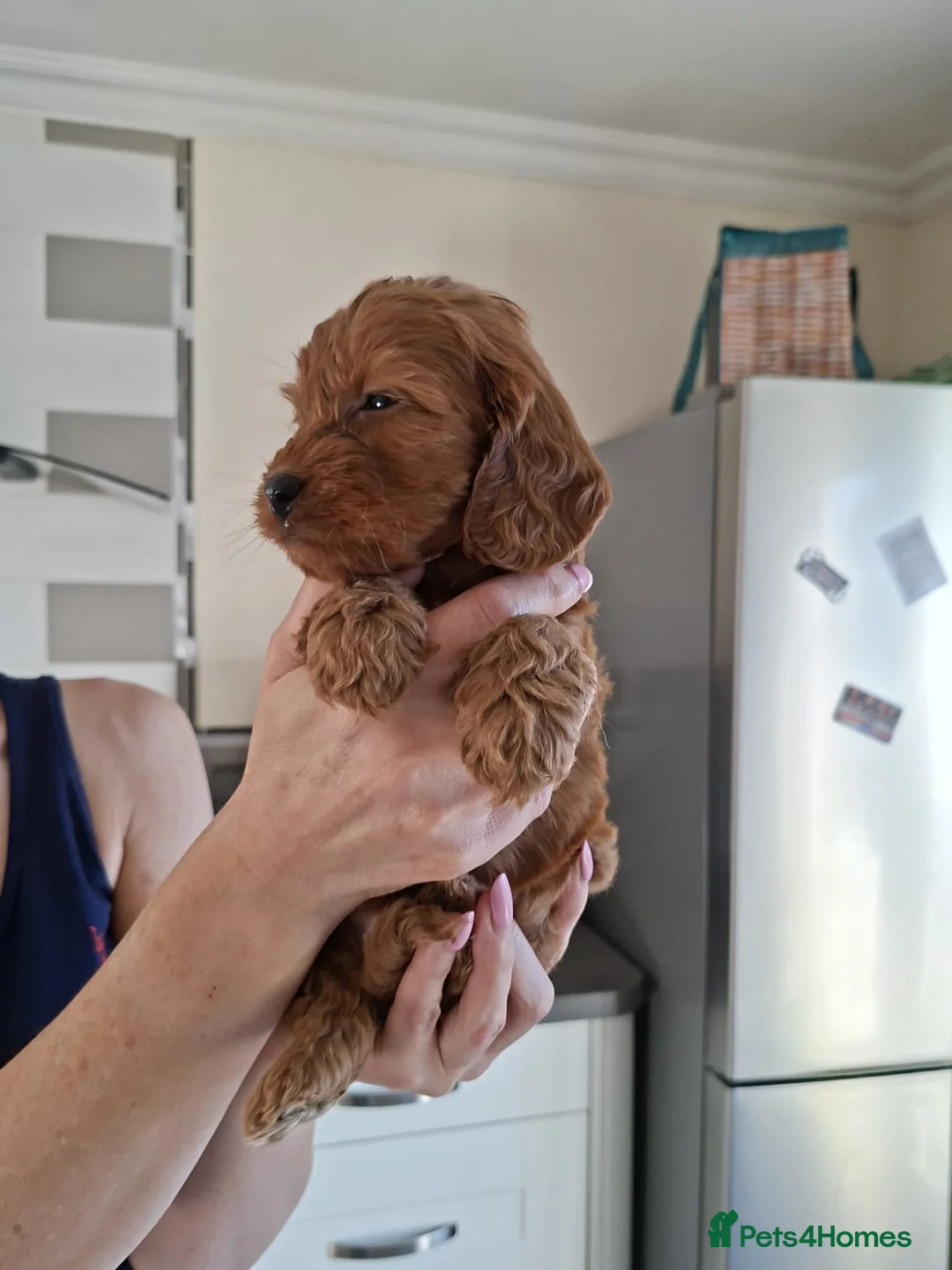 Cockapoo dogs for sale: Cockapoo puppies last boy - Advert 4