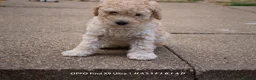 Miniature Poodle dogs for sale: Beautiful Miniature Apricot Poodle Puppy in Nottingham - Advert 5
