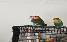 Lovebirds birds for sale: For sale - Image 2