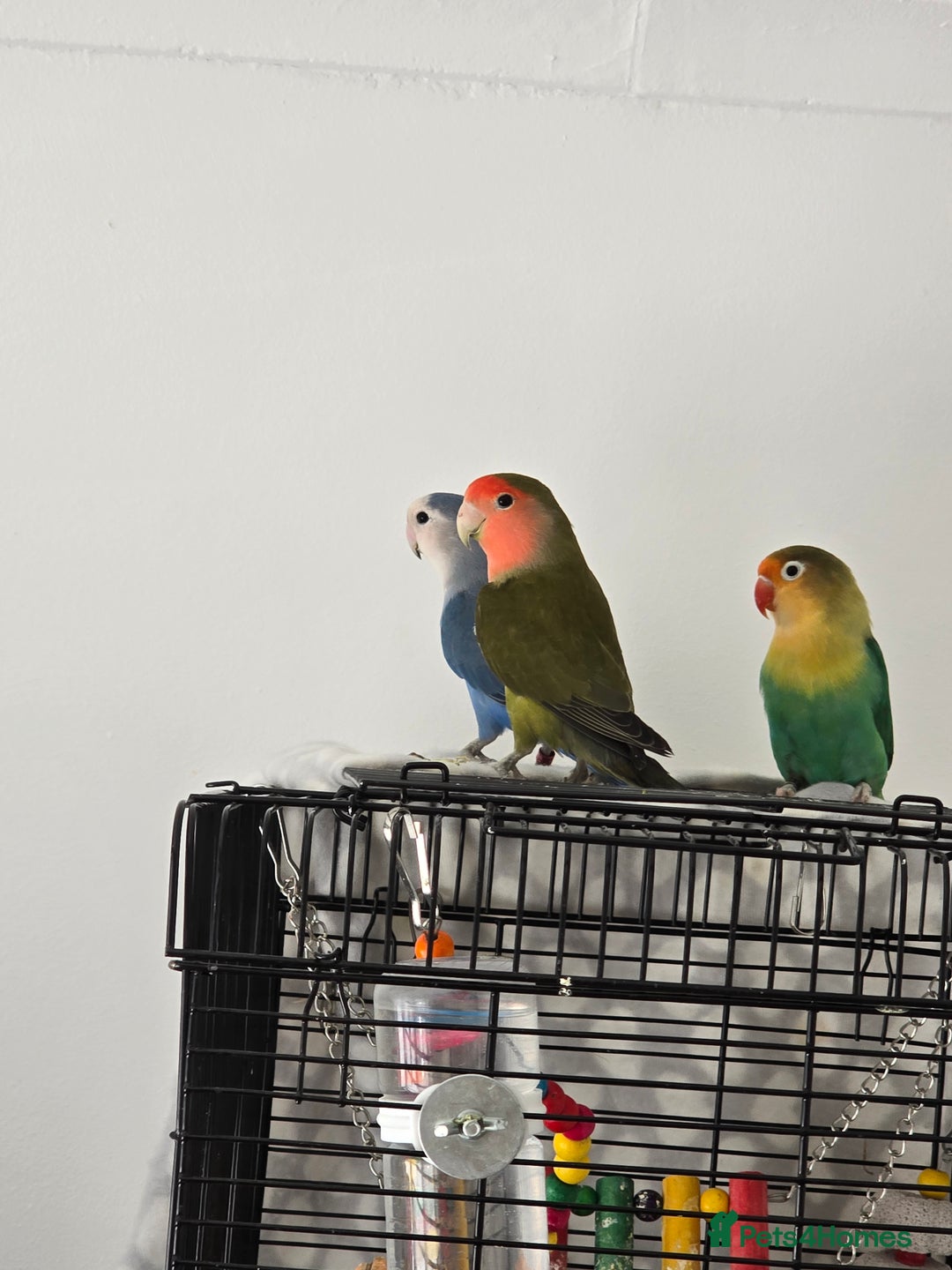 Lovebirds birds for sale: For sale - Image 2