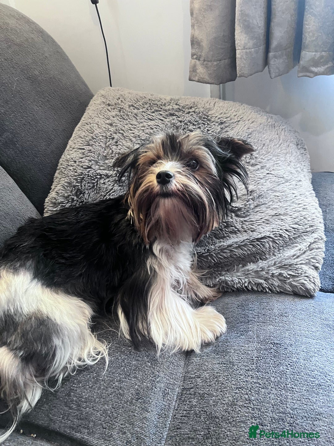 Biewer Terrier dogs for sale: 2 Pure Yorkshire Biewier Terrier READY TO GO - Advert 3