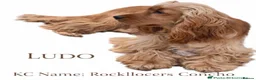 Cocker Spaniel dogs for sale: Show Cocker Puppies - Advert 8