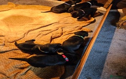 Labrador Retriever dogs for sale: Beautiful  black labrador puppies  - Image 6