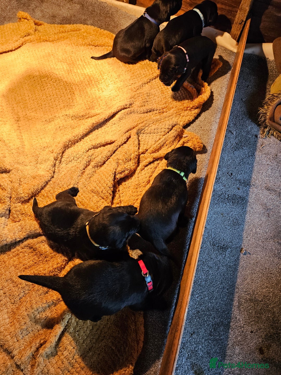 Labrador Retriever dogs for sale: Beautiful  black labrador puppies  - Image 6