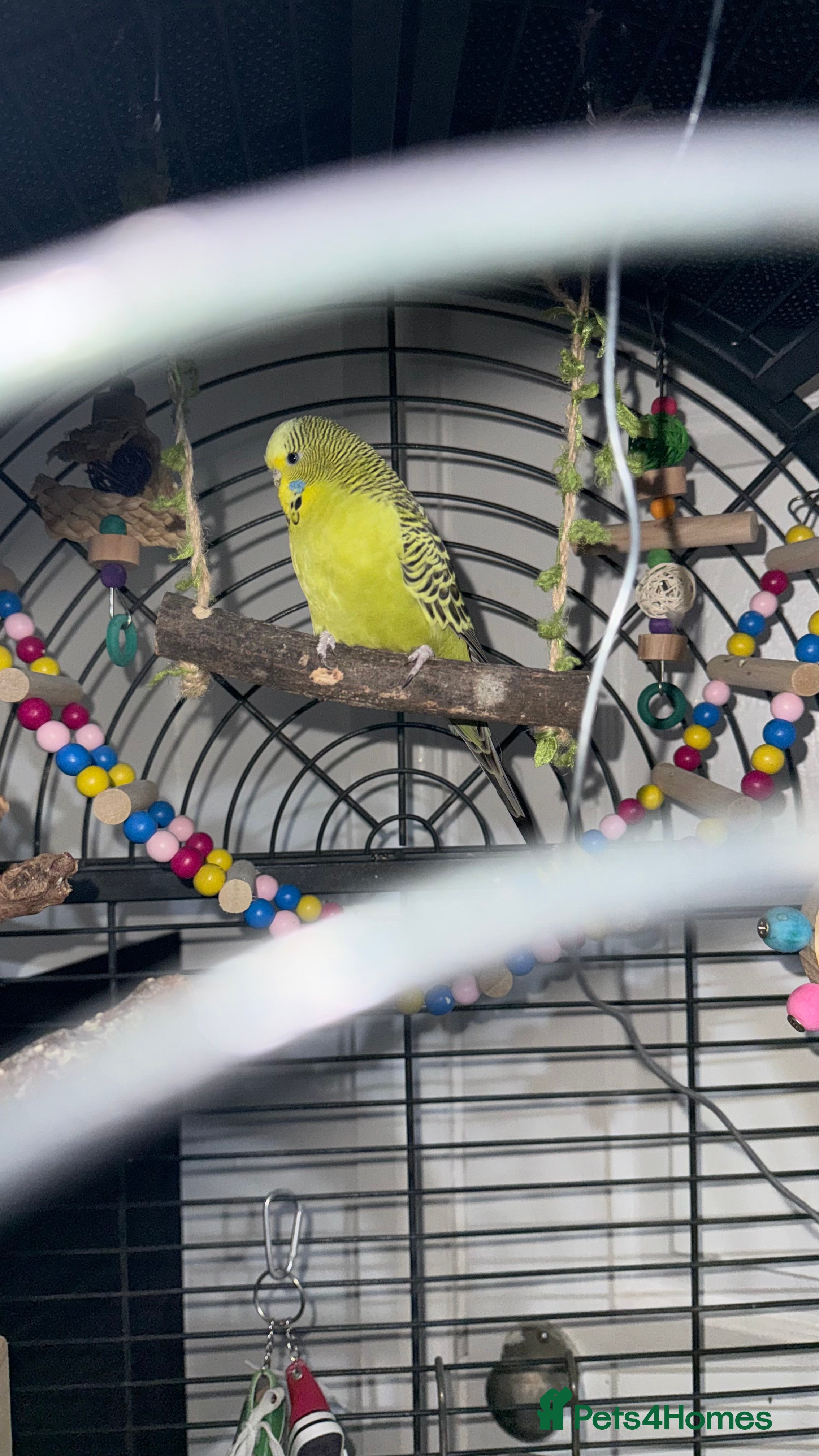 Budgerigars birds Beautiful male budgie  in Leicester - Advert 11