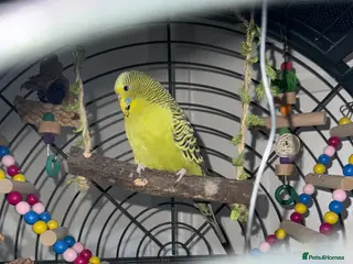 Budgerigars birds Beautiful male budgie in Leicester - Advert 11