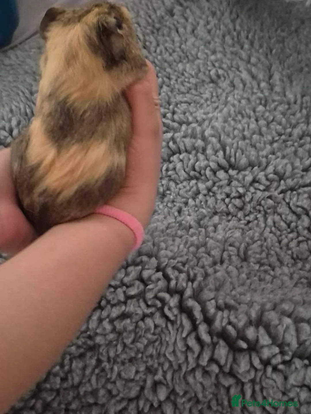 Guinea Pig rodents for sale: Two male guinea pigs 3 months old come with set up - Advert 3