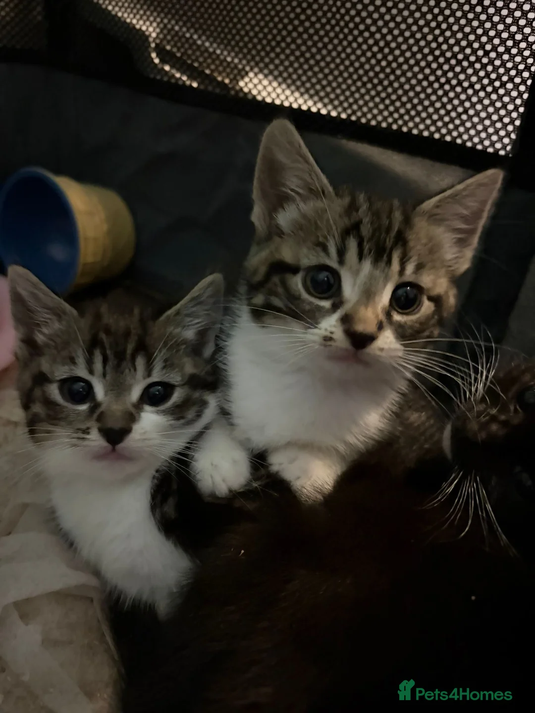 Mixed Breed cats for sale: Beautiful kittens  - Advert 1