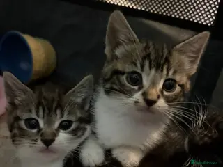 Mixed Breed cats Beautiful kittens - Advert 2