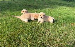 Labrador Retriever dogs for sale: Labrador puppies - Image 2
