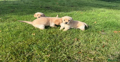 Labrador Retriever dogs - Advert 2