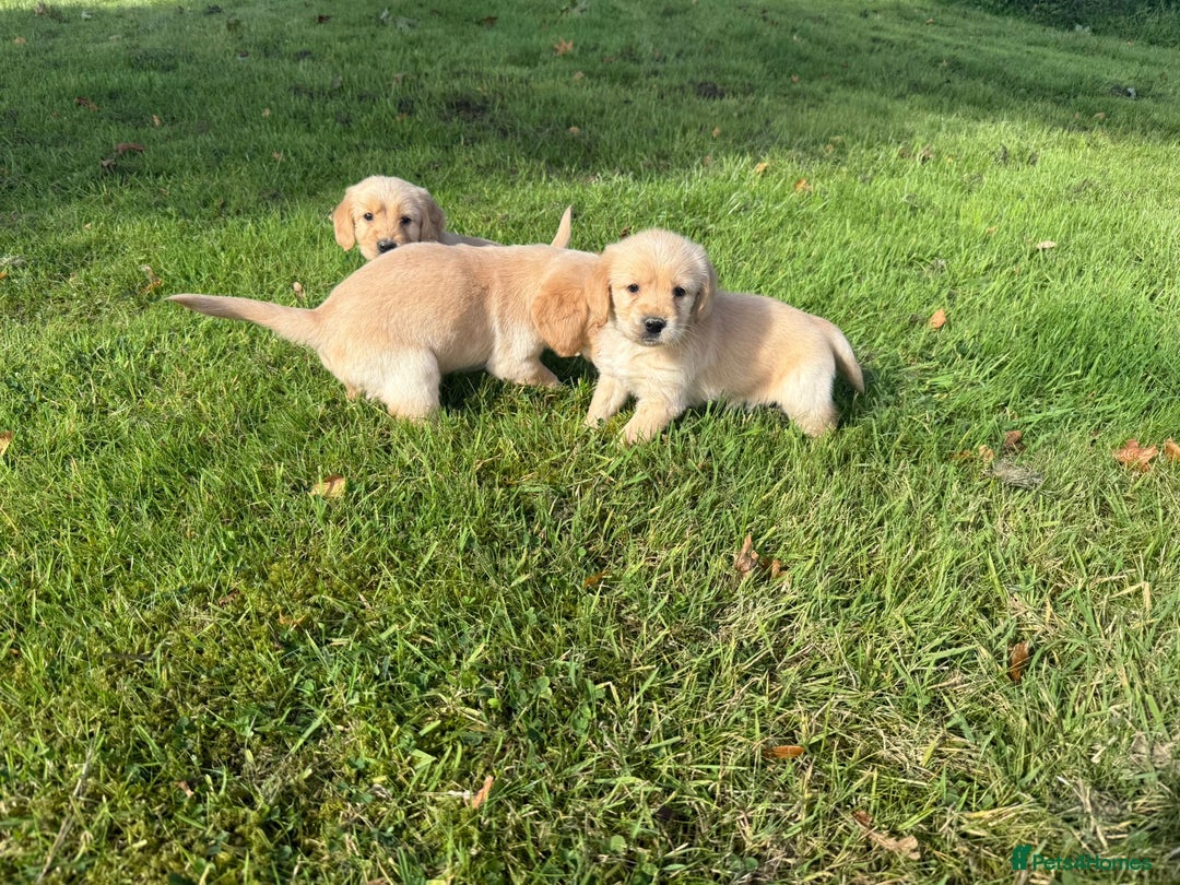 Labrador Retriever dogs for sale: Labrador puppies - Image 2