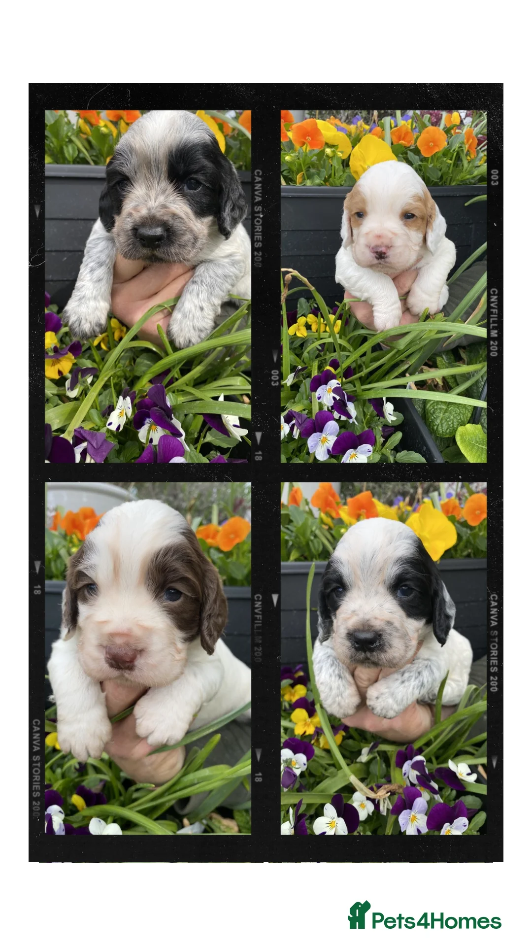 Cocker Spaniel dogs for sale: Working Cocker Spaniel Puppies  - Advert 2