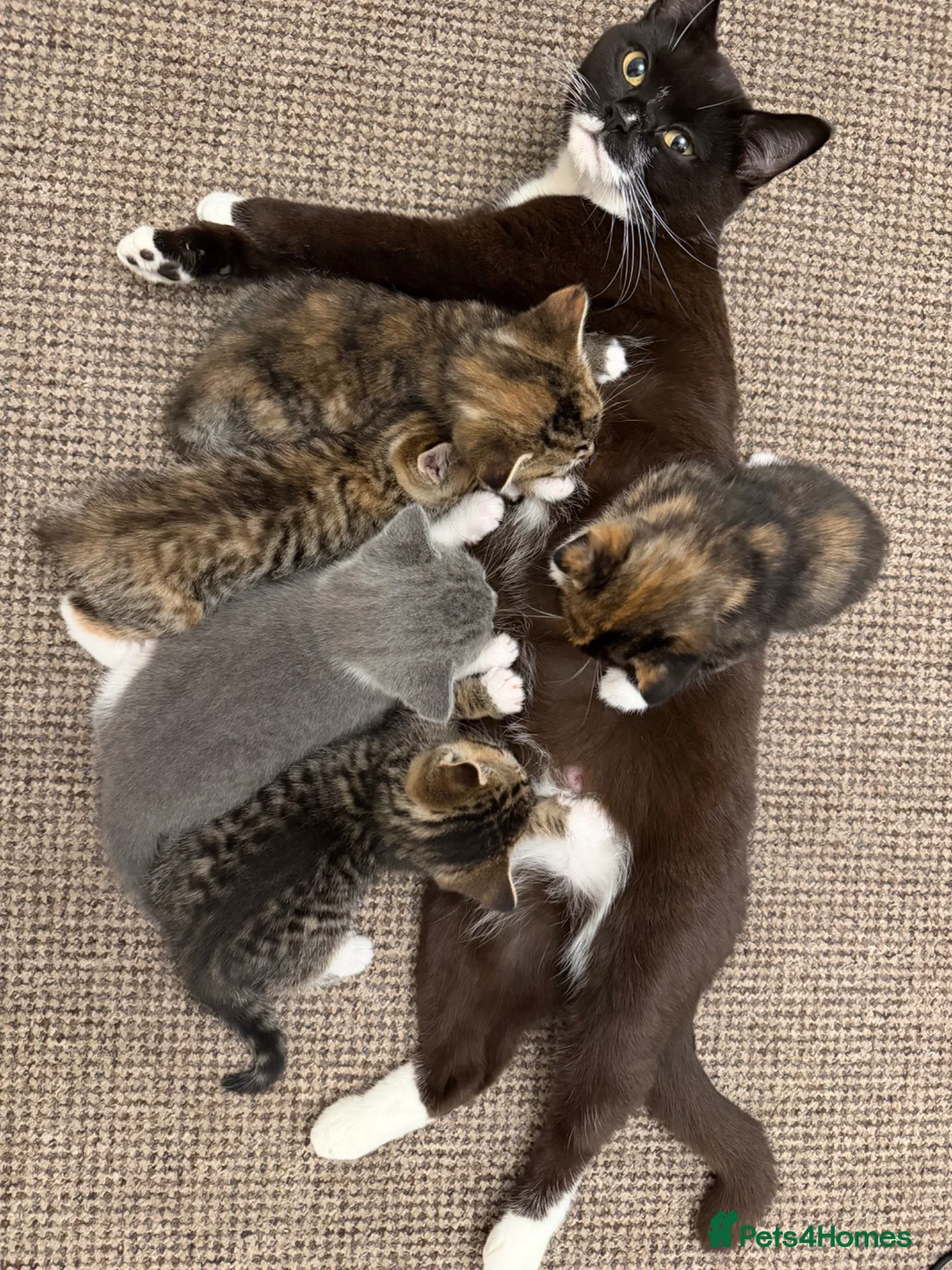 Mixed Breed cats for sale: Beautiful kittens looking for a new home - Advert 31