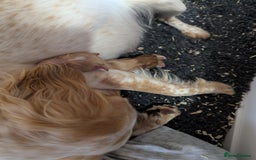 Cocker Spaniel dogs for sale: Working Cocker spaniel puppies  - Image 8