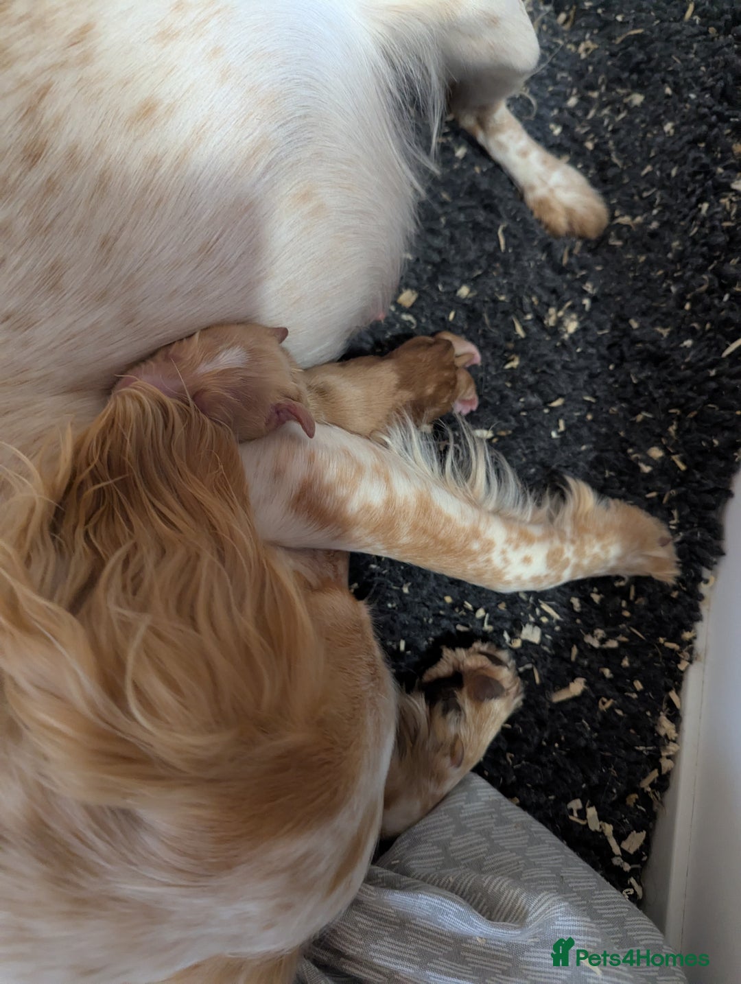Cocker Spaniel dogs for sale: Working Cocker spaniel puppies  - Image 8