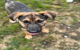 Mixed Breed dogs for adoption: BIBY, a Lovely young girl - for a Loving Home - Advert 17