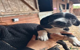 Mixed Breed dogs for sale: Beautiful litter of puppies. Mixed breeds❤️ - Image 6