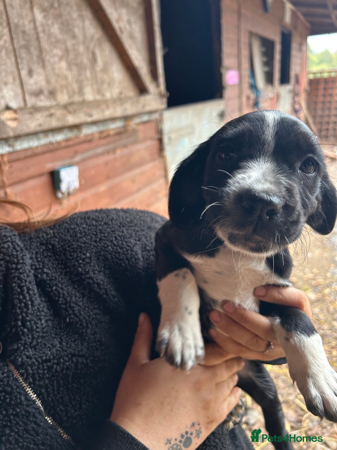 Mixed Breed dogs for sale: Beautiful litter of puppies. Mixed breeds❤️ - Image 6