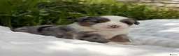 Mixed Breed dogs for sale: ⭐️SUPER RARE BERNESE x AUSTRALIAN SHEPHERD PUPS⭐️ in New Quay - Advert 29
