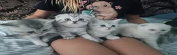 British Shorthair cats for sale: Lovely kittens  - Advert 14