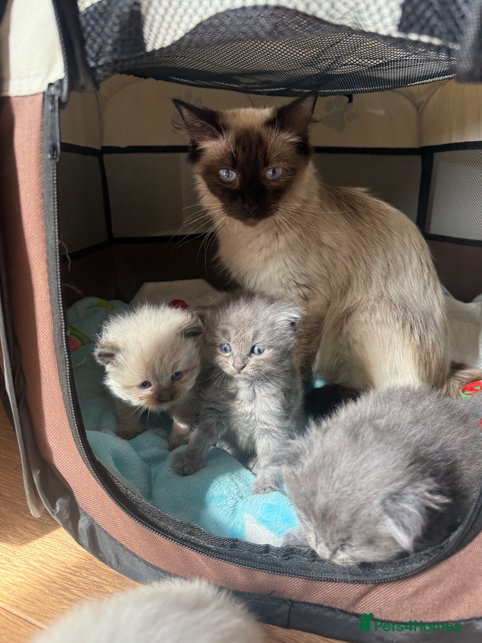 Ragdoll cats Ragdoll x BSH kittens  - Advert 7