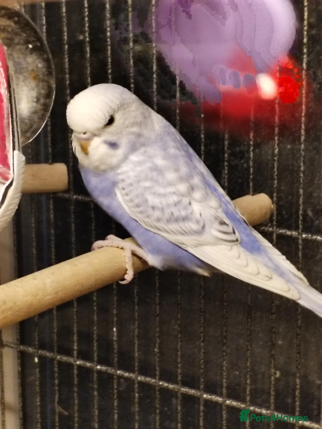 Budgerigars birds for sale: Beautiful baby budgies  - Advert 2