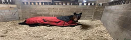 English Thoroughbred horses for sale: 16hh bay mare in Stratford-upon-Avon - Advert 4