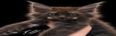 Maine Coon 1