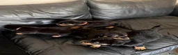 Rottweiler dogs for sale: Only 4 Beautiful Rottweiler Pups Ready in 2 weeks  - Advert 7