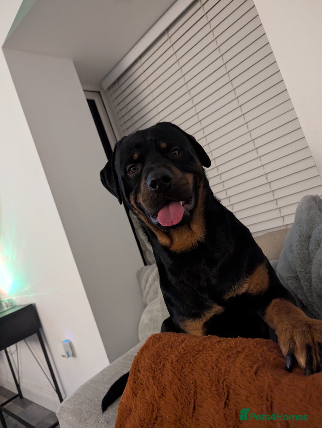 Rottweiler dogs for stud: Rottweiler for STUD only (not for sale/rehoming) - Advert 6