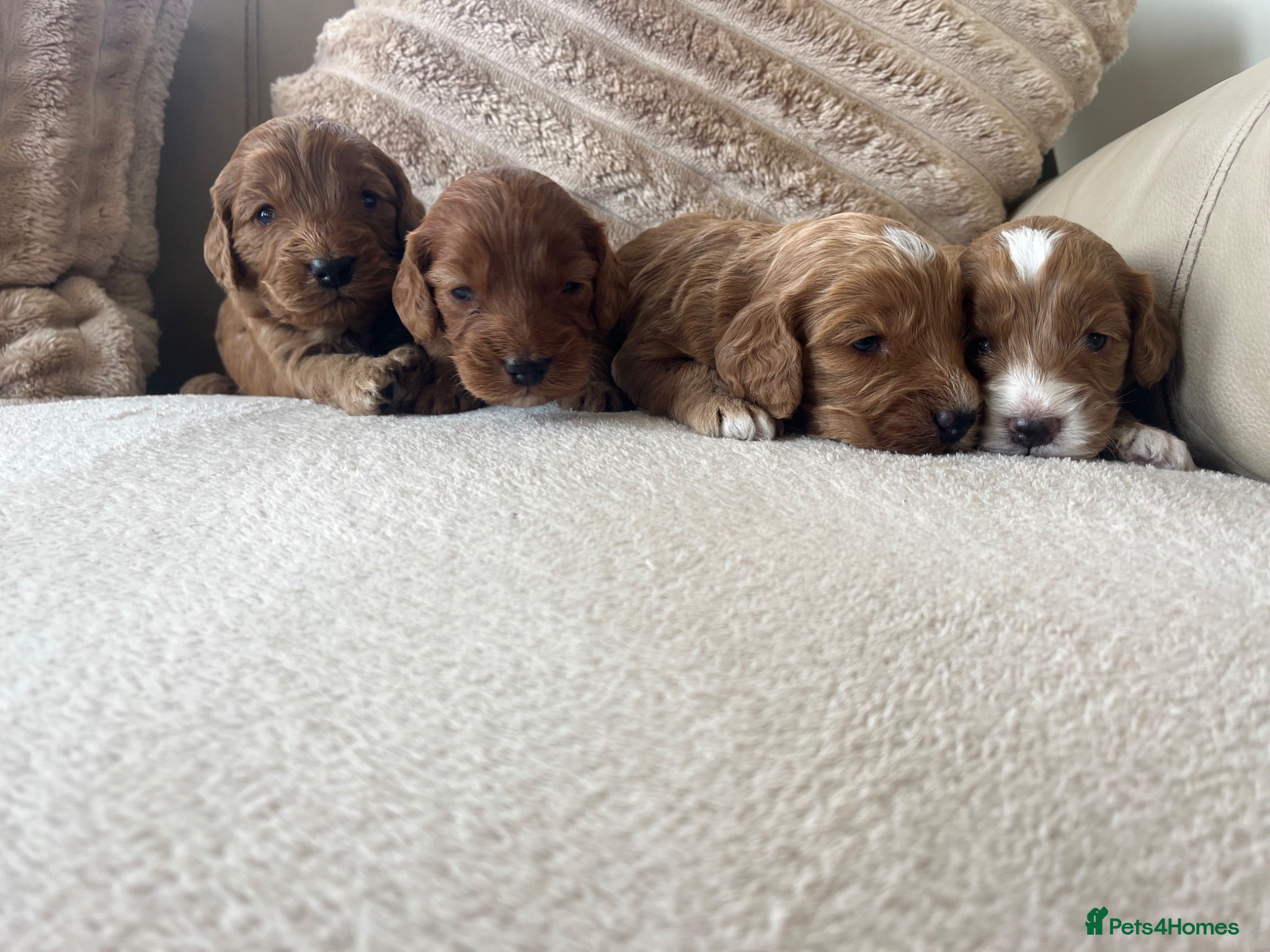 Cockapoo dogs Stunning cockapoo’s puppies  - Advert 10