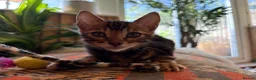 Bengal cats for sale: TIGA BENGAL KITTENS FOR SALE - READY 25/04/26 - Advert 10