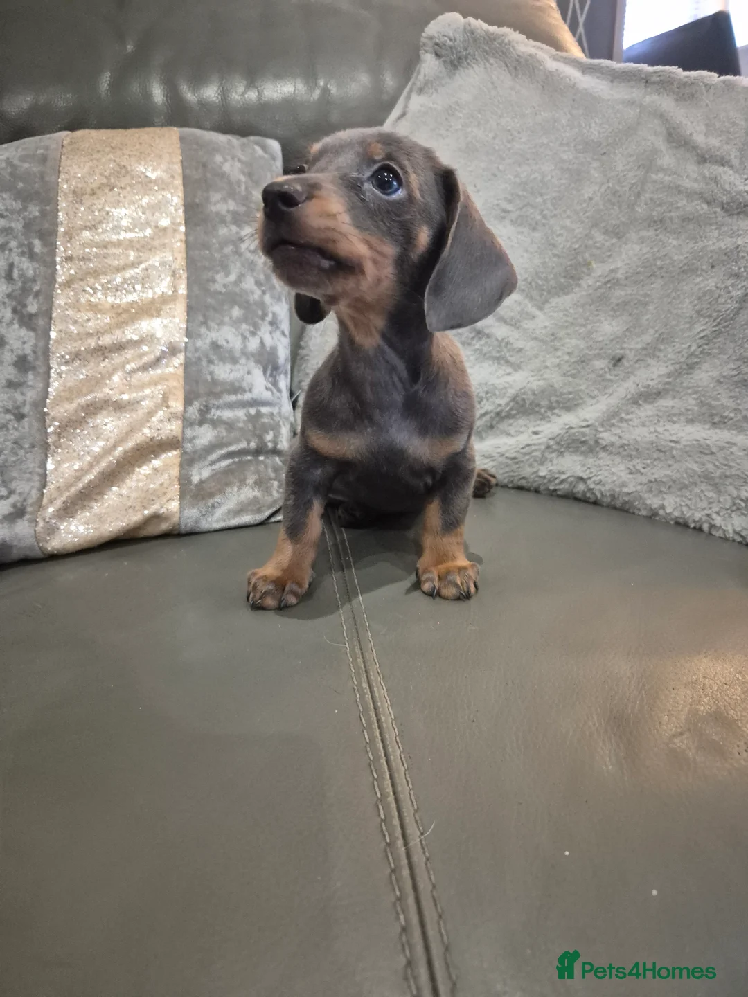 Miniature Dachshund dogs for sale: KC Dachshund Boys - Ready Now - Advert 9
