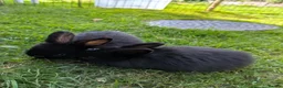 Mini Lop rabbits for sale: Beautiful Mini Lops For Sale  ˖Ი𐑼⋆ FOUR LEFT  - Advert 3