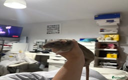 Rat rodents for sale: 2 young male rats - Advert 3