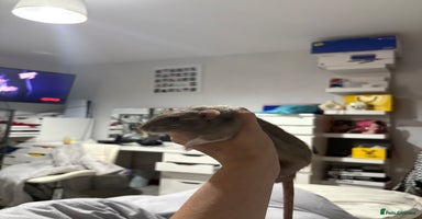 Rat rodents 2 young male rats - Advert 6