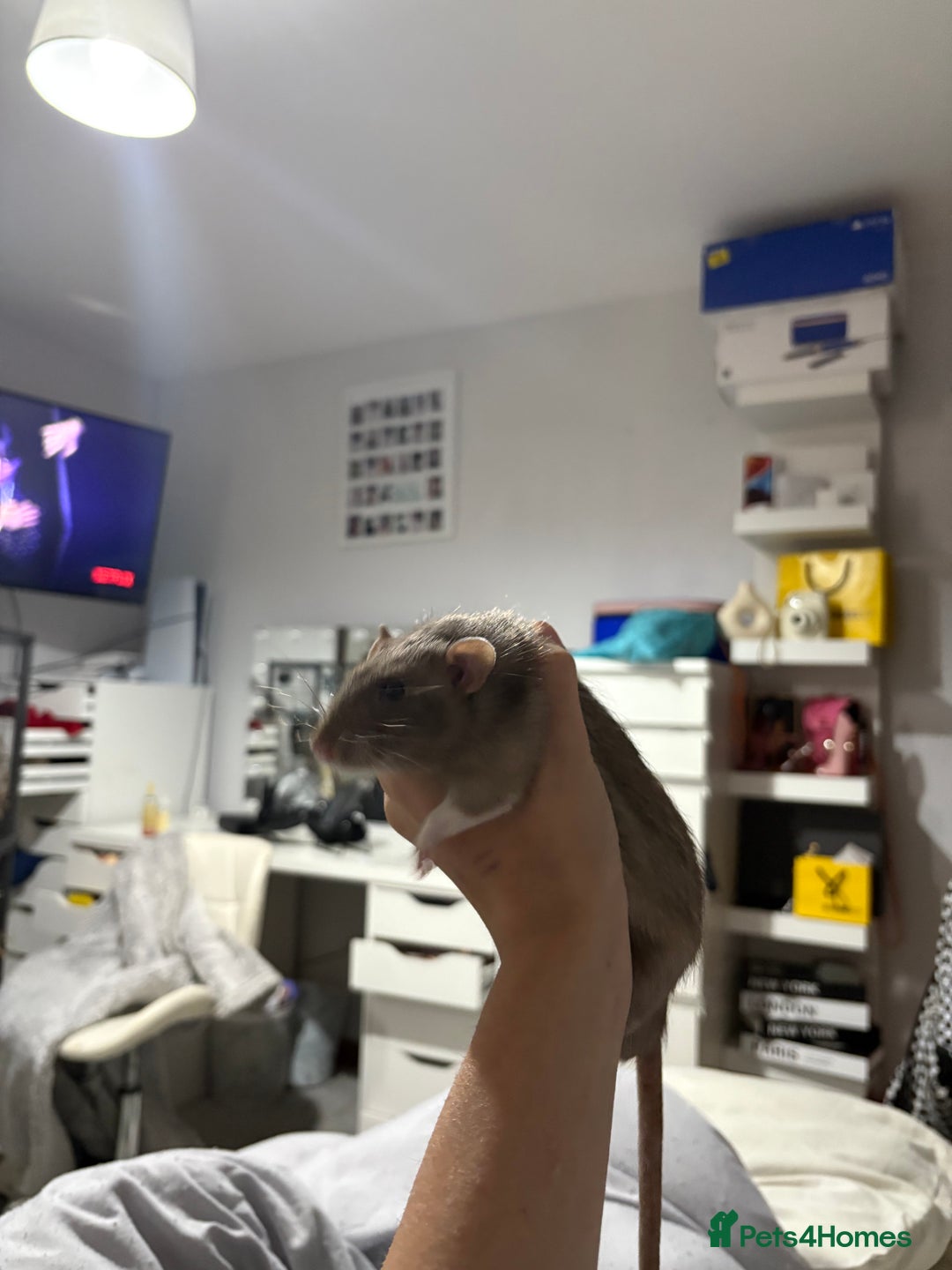 Rat rodents for sale: 2 young male rats - Advert 3