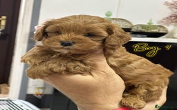 Shihpoo dogs for sale: 🐾 Toy Poodle x Shihpoo Puppies for Sale - Image 14