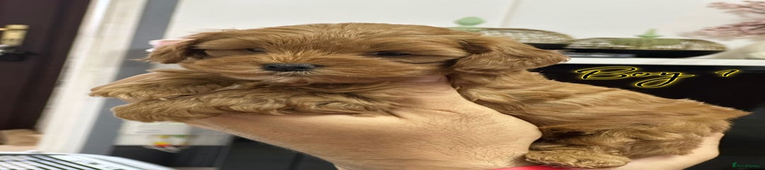 Boy 1