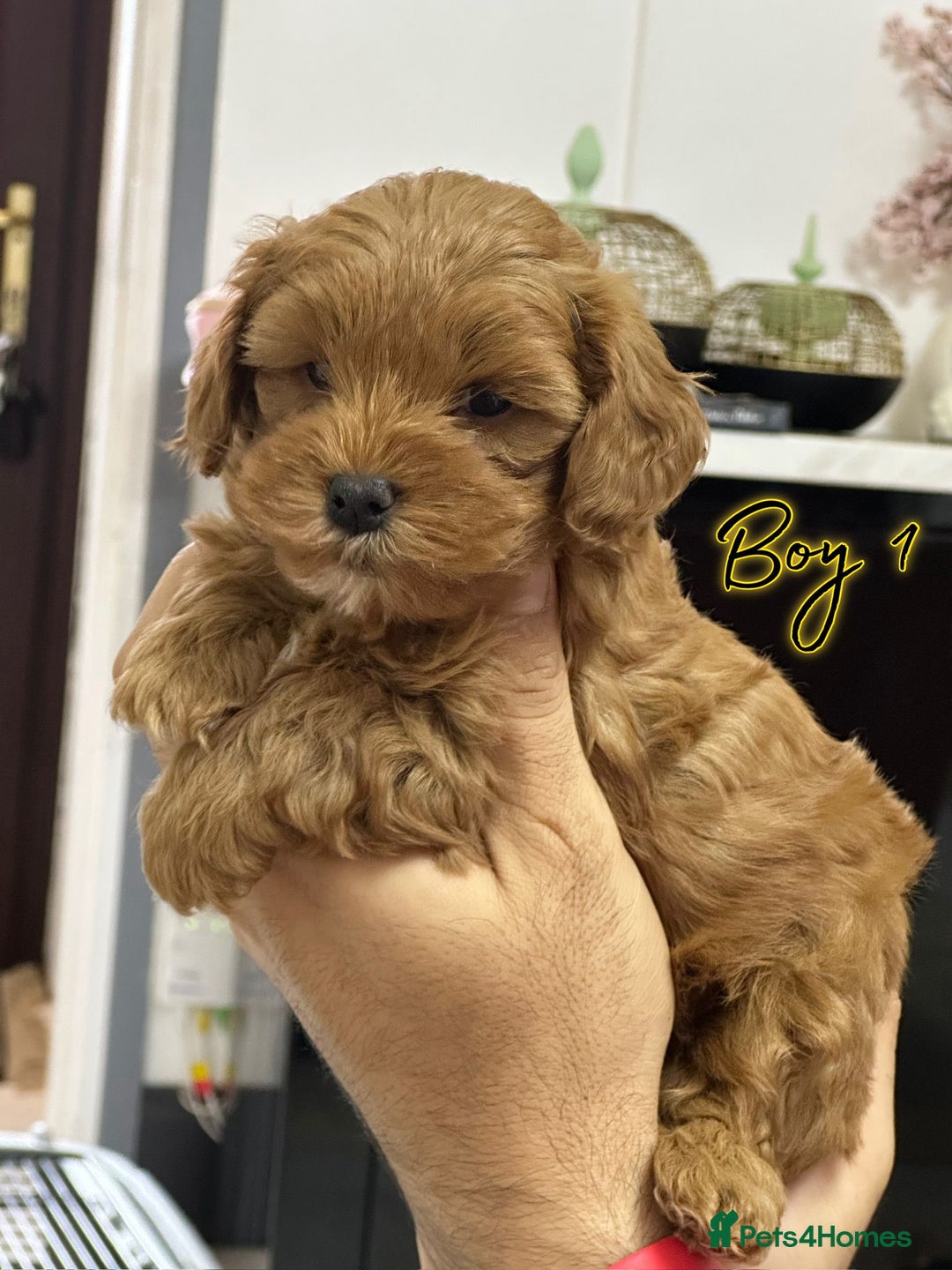 Shihpoo dogs for sale: 🐾 Toy Poodle x Shihpoo Puppies for Sale - Image 14