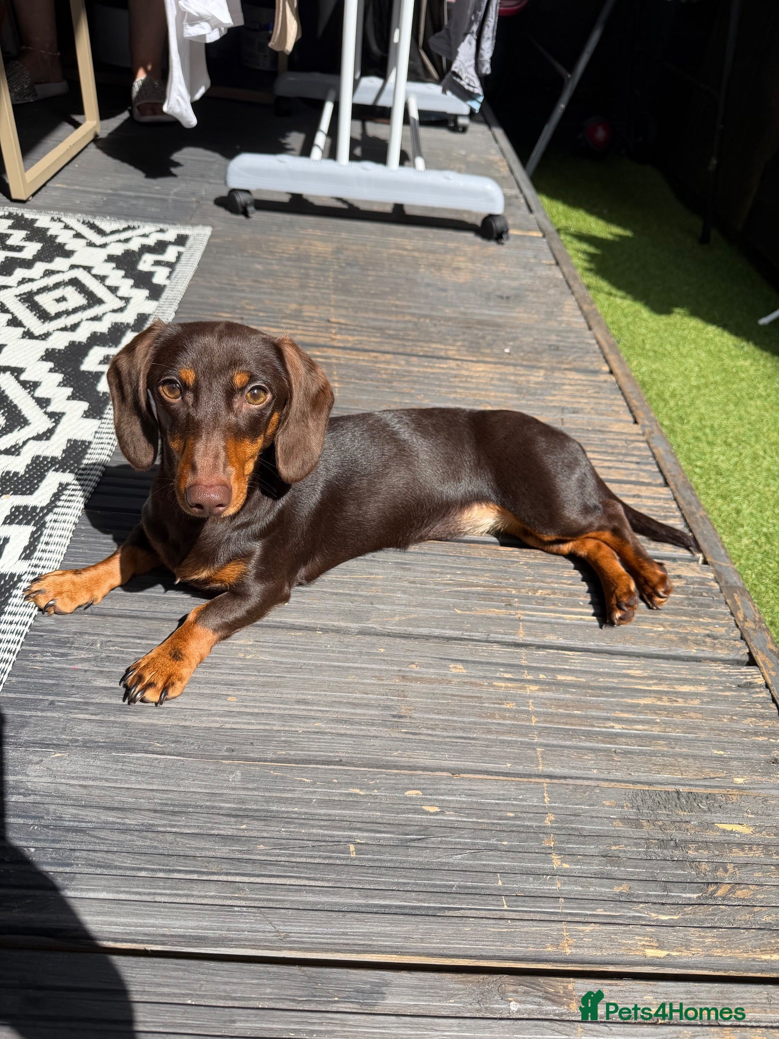 Miniature Dachshund dogs Miniature dachshund  - Advert 17
