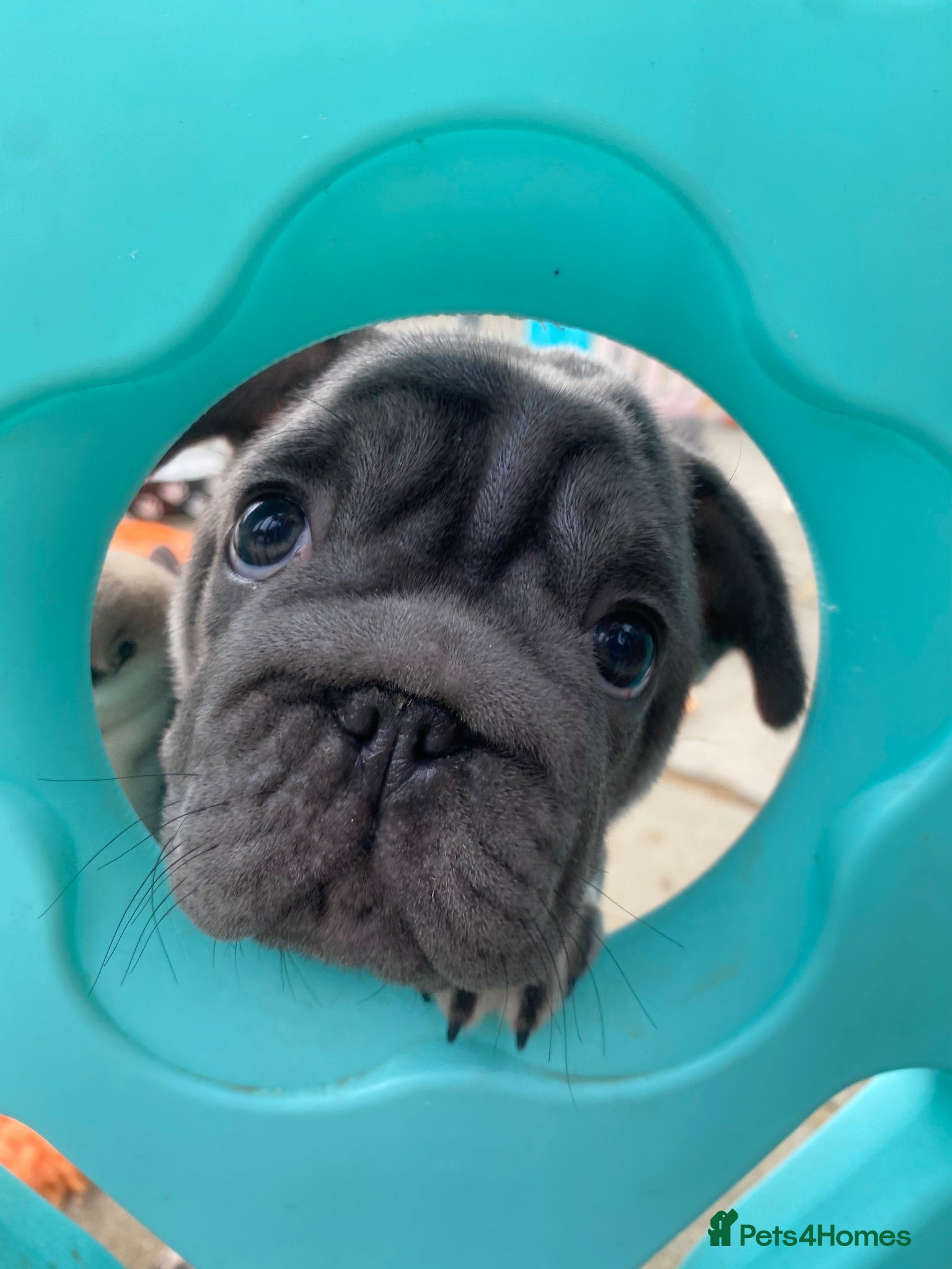 French Bulldog dogs KC registered French Bulldog puppies - Advert 2