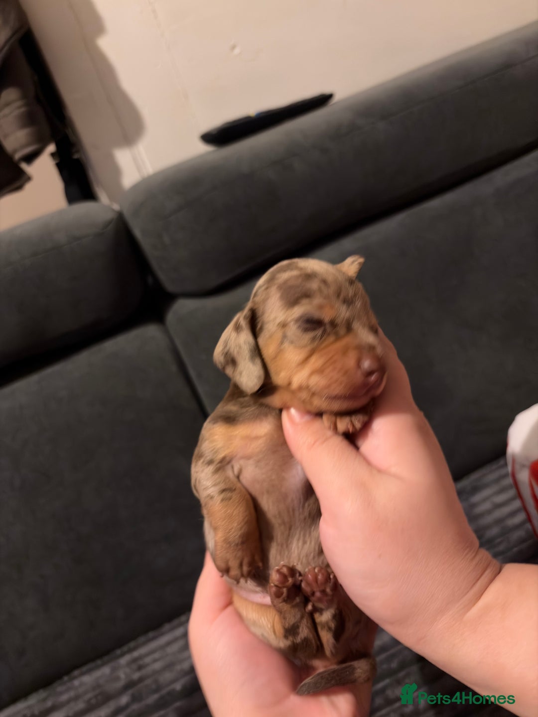 Miniature Dachshund dogs for sale: 🐾 Miniature Dachshund Puppies KC Registered  - Advert 27