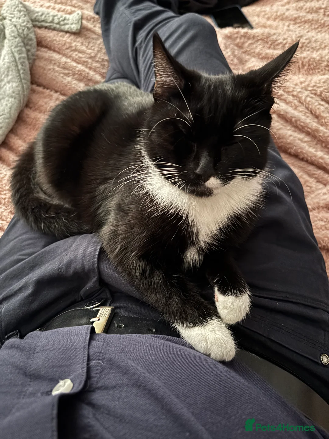 Mixed Breed cats for sale: Storm - Advert 2