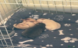 Chihuahua dogs for sale: Long coat chihuahua pups - Image 4