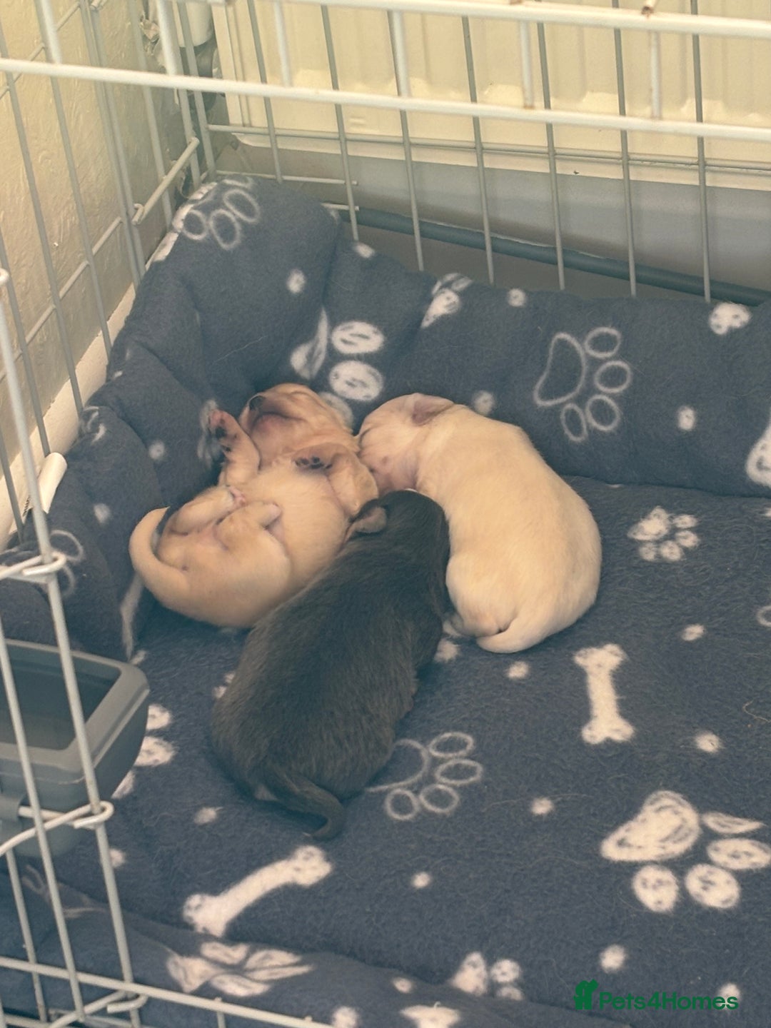 Chihuahua dogs for sale: Long coat chihuahua pups - Image 4