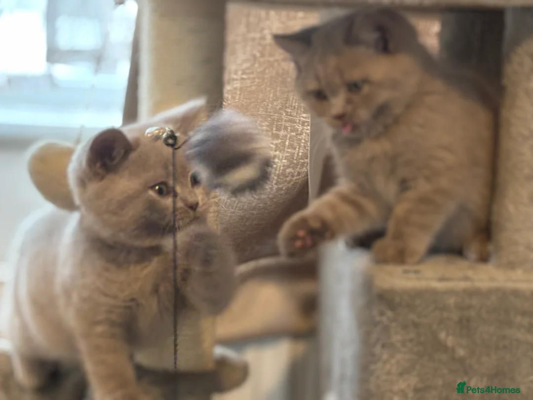 British Shorthair cats for sale: British shorthair and longhair  - Advert 2