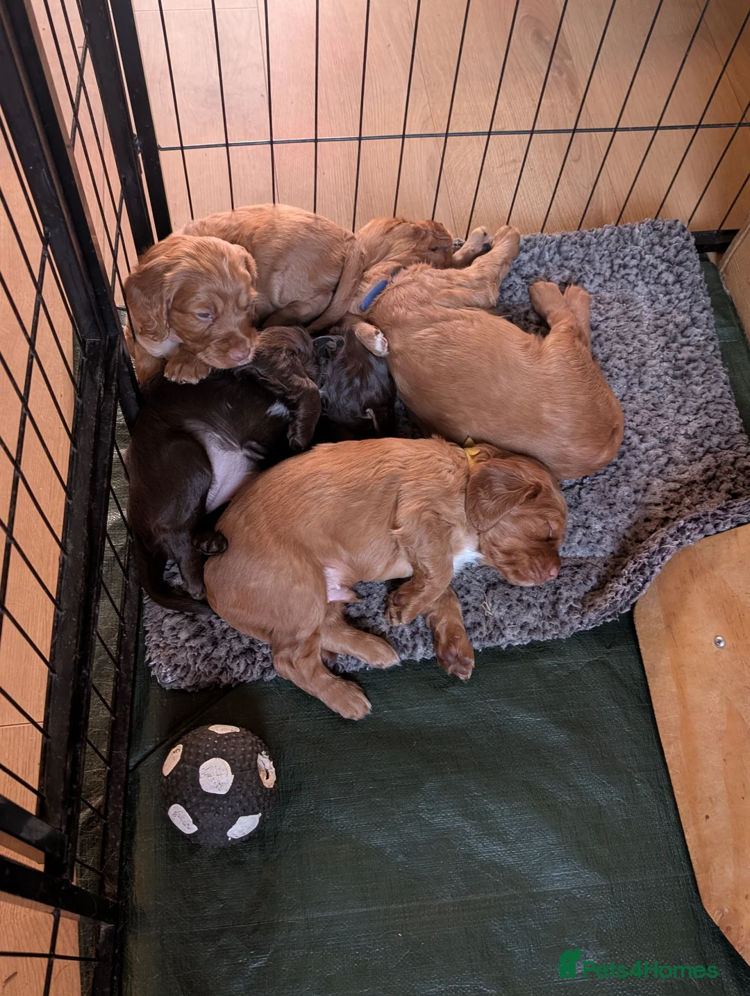 Cocker Spaniel dogs for sale: Adorable healthy Cocker Spaniel puppies - Advert 19
