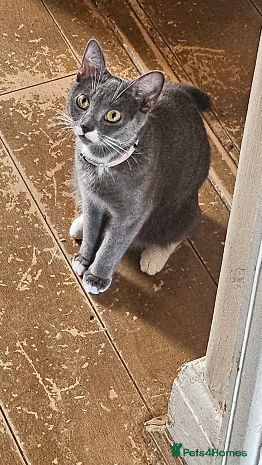 British Shorthair cats for sale: British short-hair mix  - Advert 1